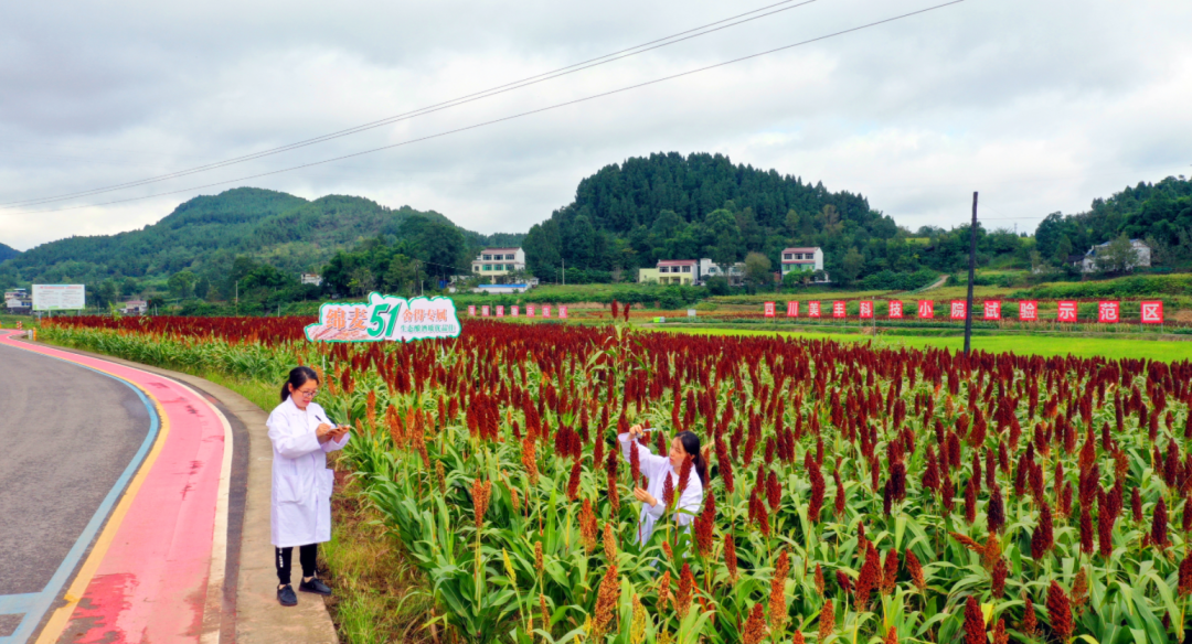 中央一號文件首提科技小院：四川美豐在西南地區已建立五所