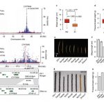 復(fù)雜數(shù)量性狀的GWAS：SNP-GWAS to SV-GWAS