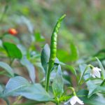項目文章 | 突破性成果！辣椒基因組調控元件圖譜被系統(tǒng)繪制