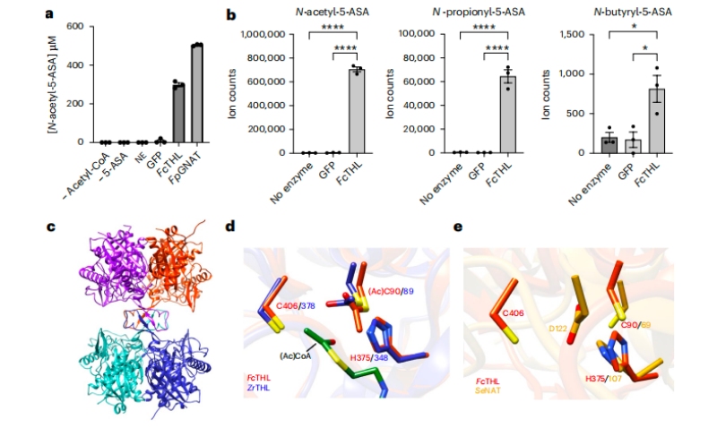 圖3?5-ASA在體外的乙?；钚缘淖C實