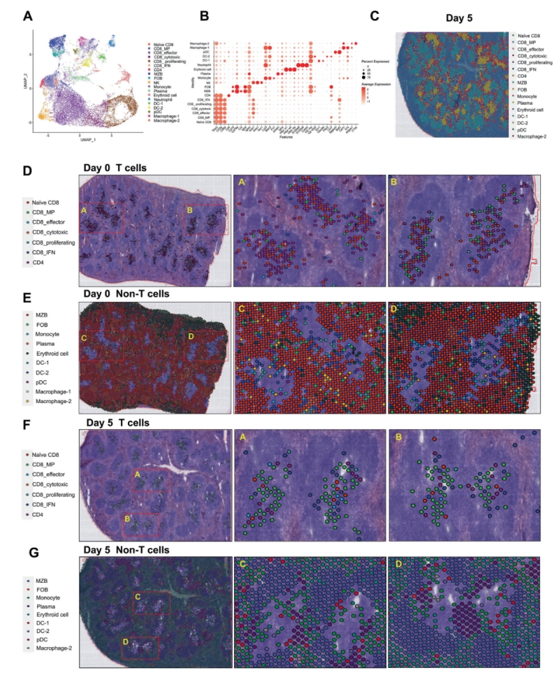 研究結(jié)果三:跨組織區(qū)域細(xì)胞亞群的鑒定和空間圖譜